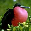 Magnificent Frigatebird